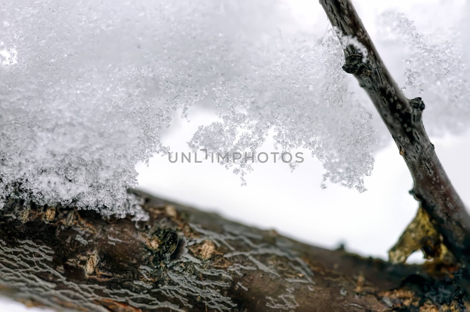 Macro of Snow by MaxalTamor