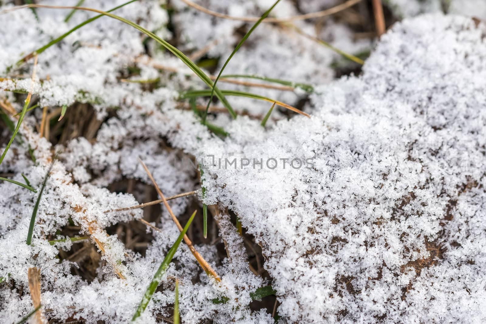 Grass and snow by MaxalTamor