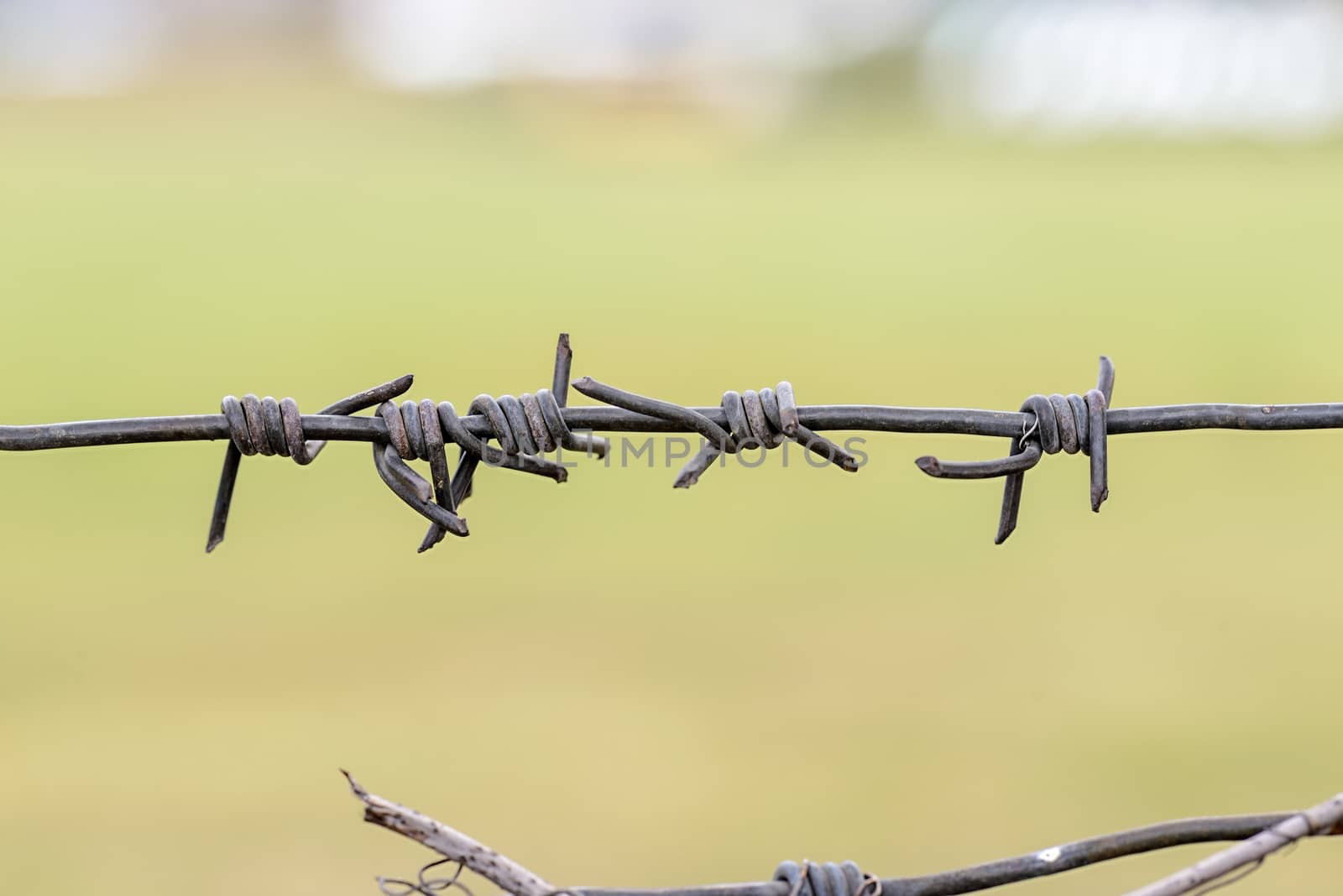 Detail of iron barbed wire used as a fence to close a field of green grass