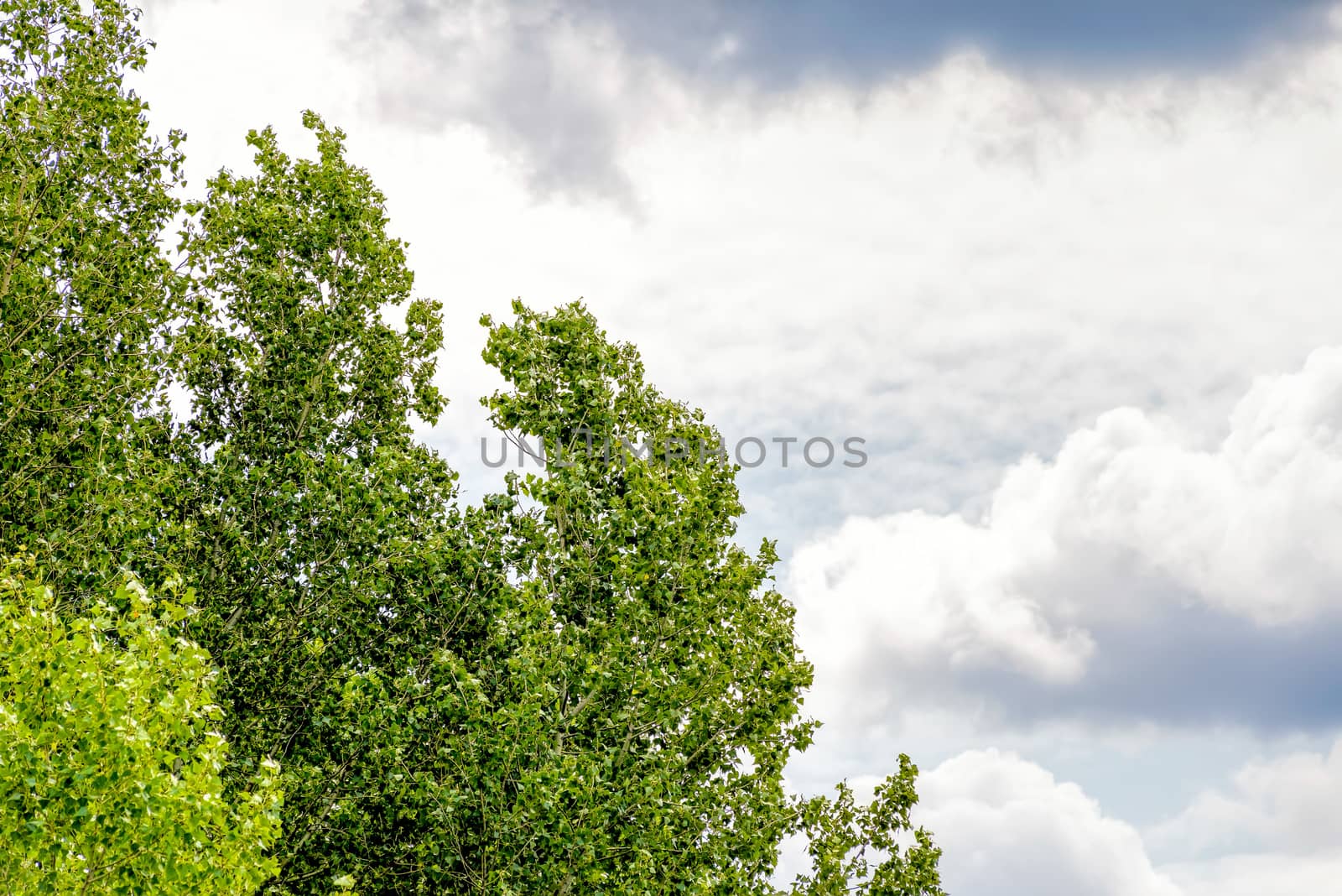 Stormy Sky Over the poplar trees in summer