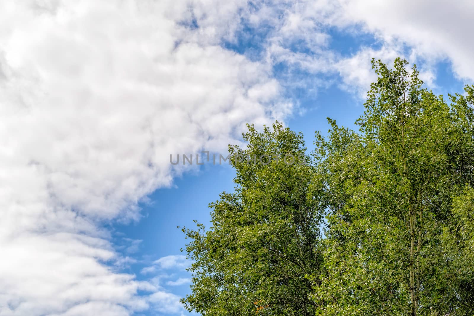 Cloudy sky over the poplar trees in summer