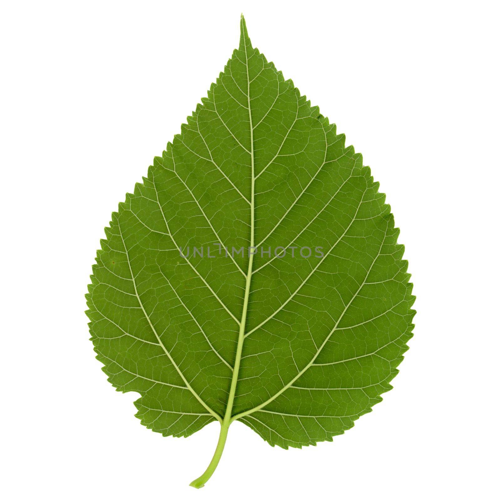 white mulberry tree (scientific name Morus alba) leaf isolated over white background