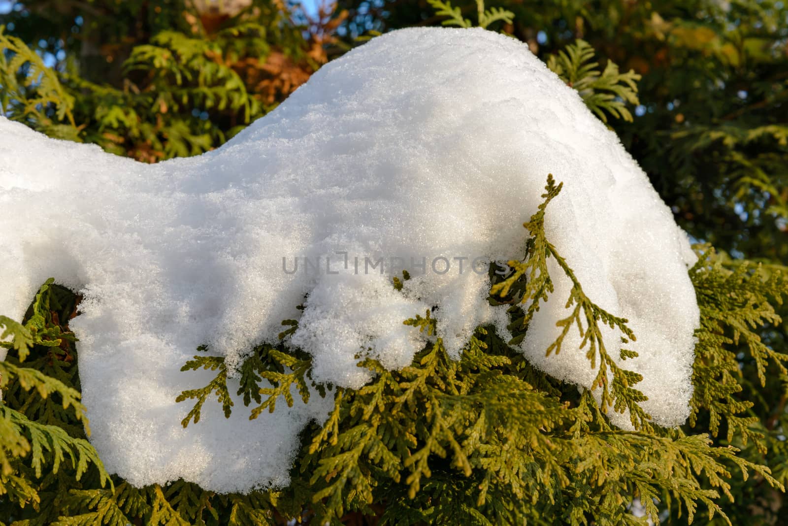 Closeup detail of frozen snow on a thuja branch during the cold winter at sunset
