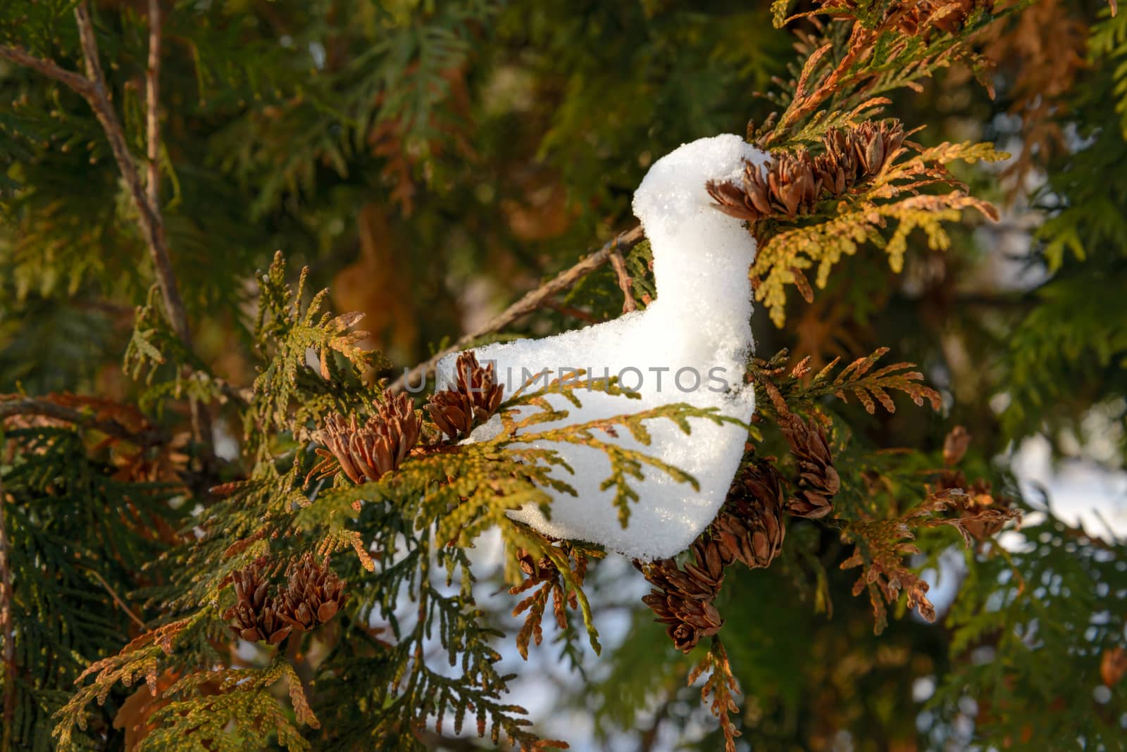 Closeup detail of frozen snow on a thuja branch during the cold winter at sunset