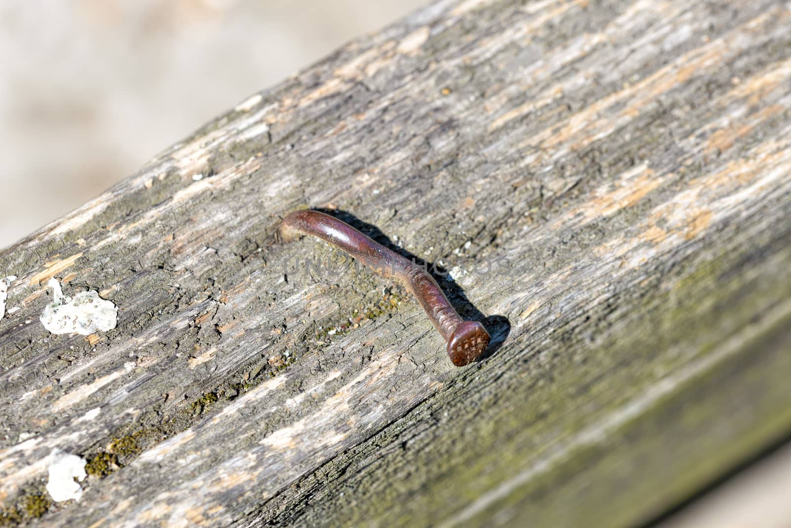 Rusted and twisted nail in an old beam