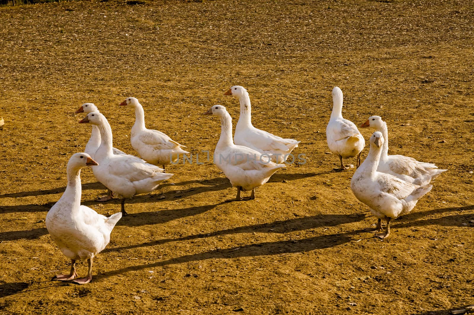 A group of funny Italian geese in the barnyard