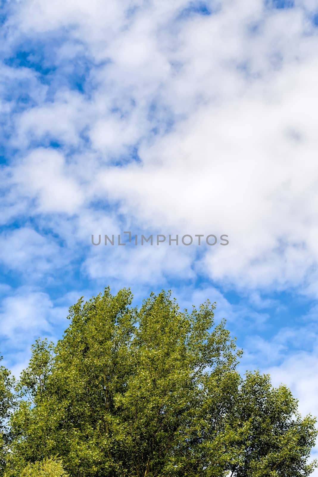 Cloudy sky over the poplar trees in summer