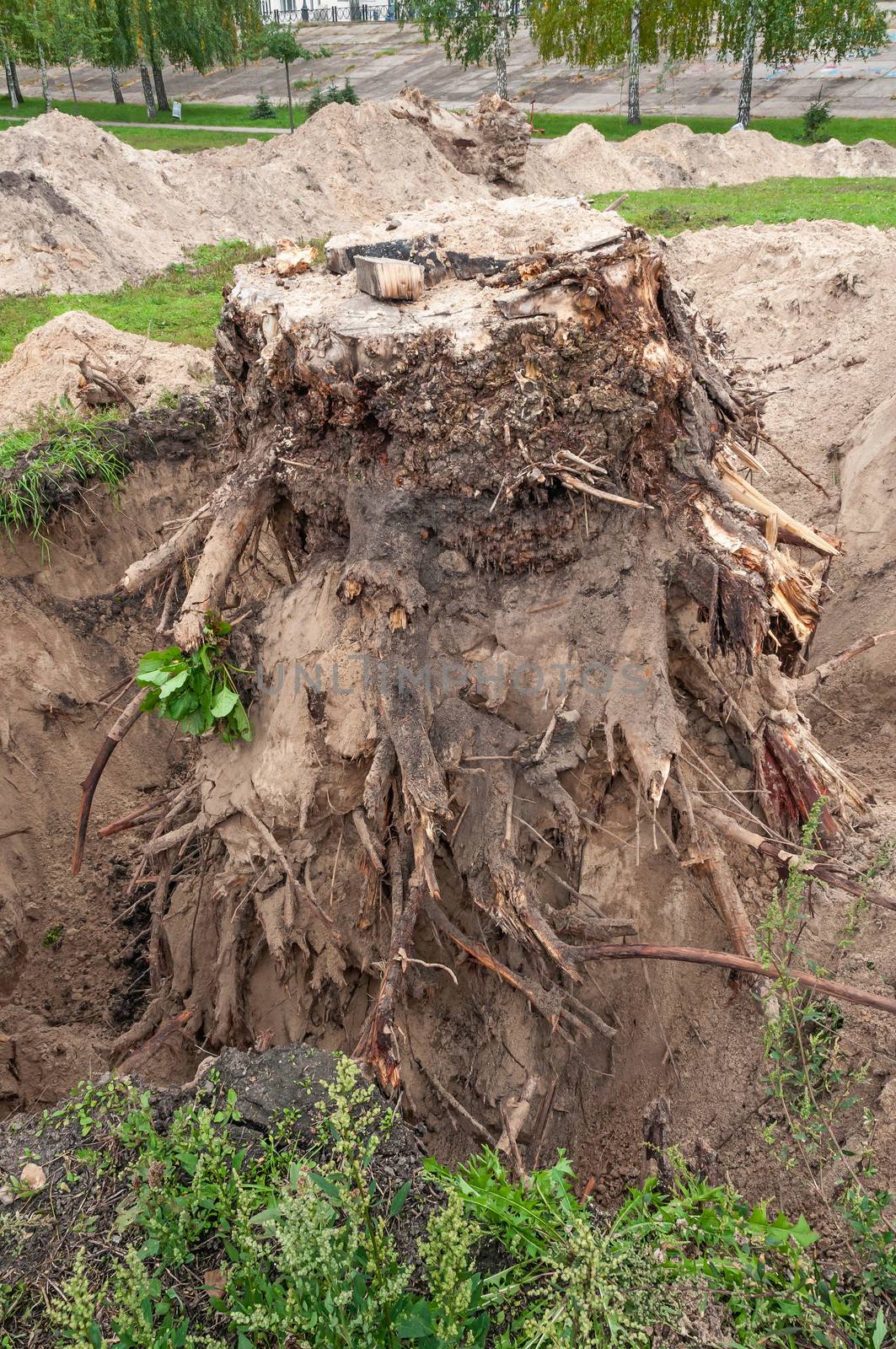 A trench in the ground for laying a pipe in the park. Excavation of a tree stump in sandy soil