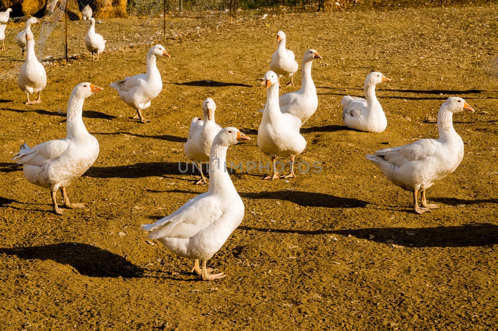 A group of funny Italian geese in the barnyard