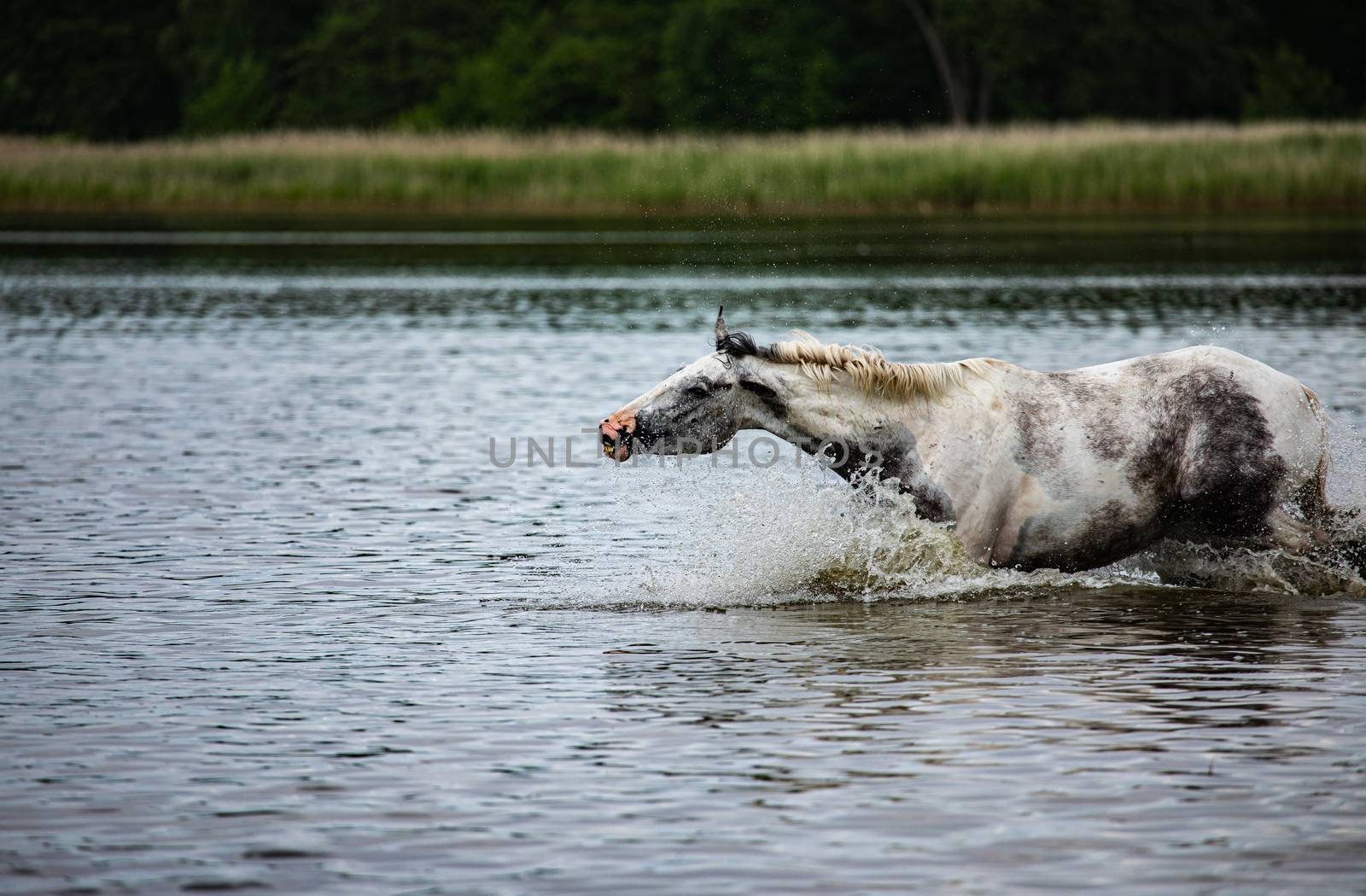 noble half-blood horse playing and splashing water in the lake