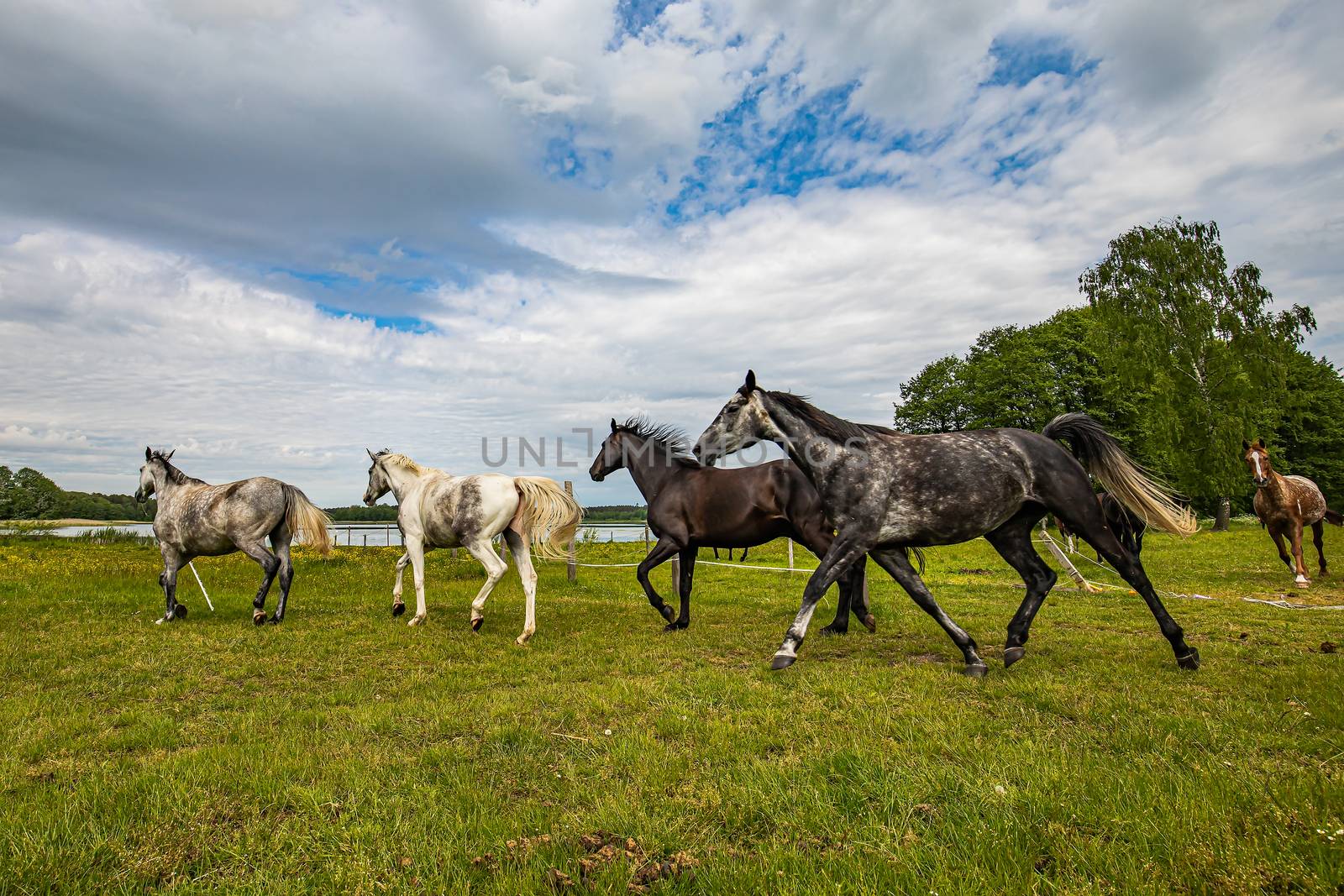 Herd of galloping horses through the meadow