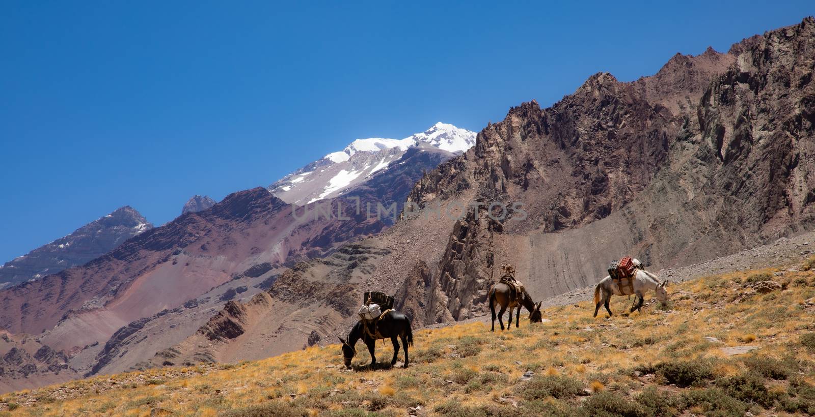 On the way to Aconcagua base camp