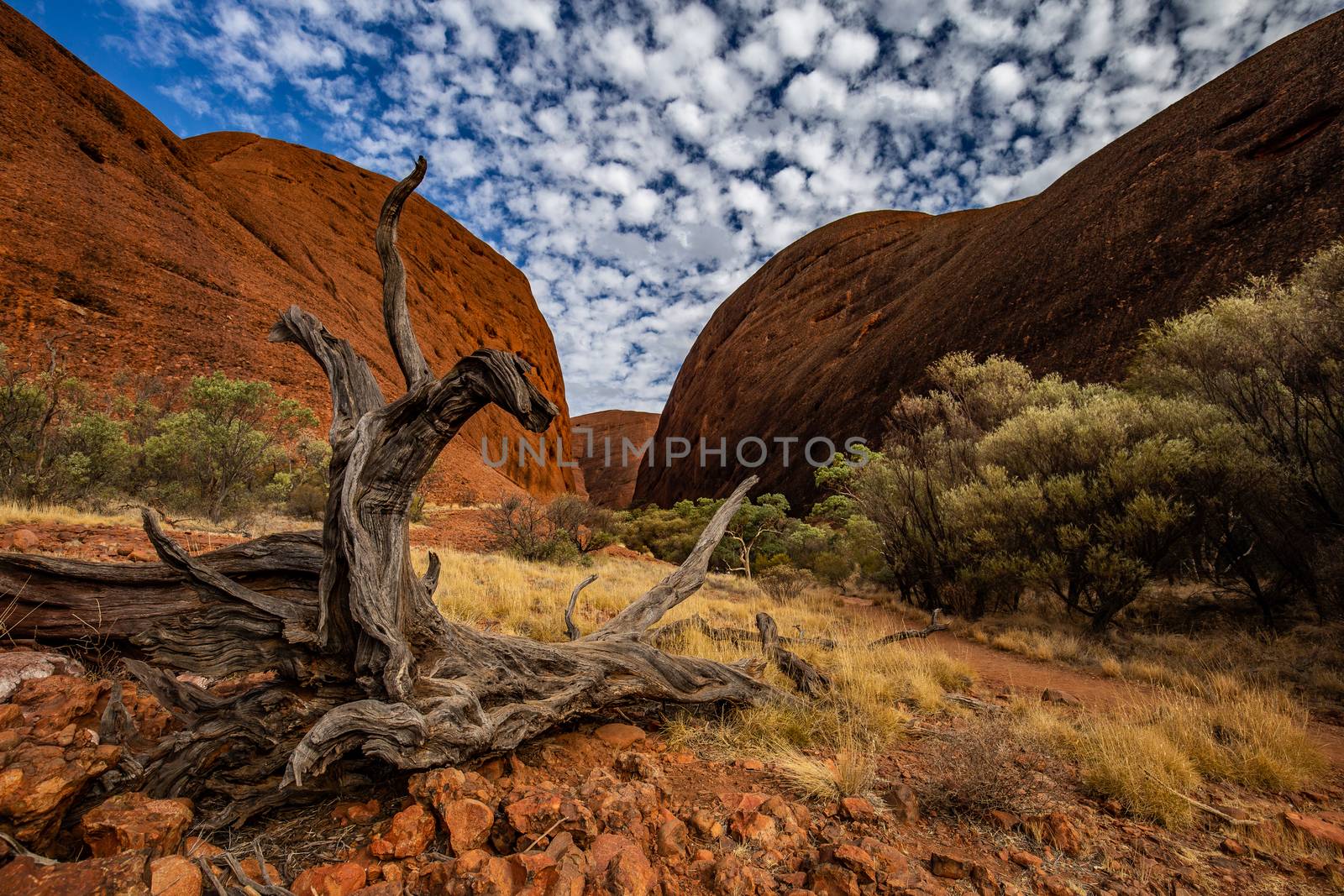 tree roots in Kata Tjuta National Park in Australia desert outbacks by mkenwoo