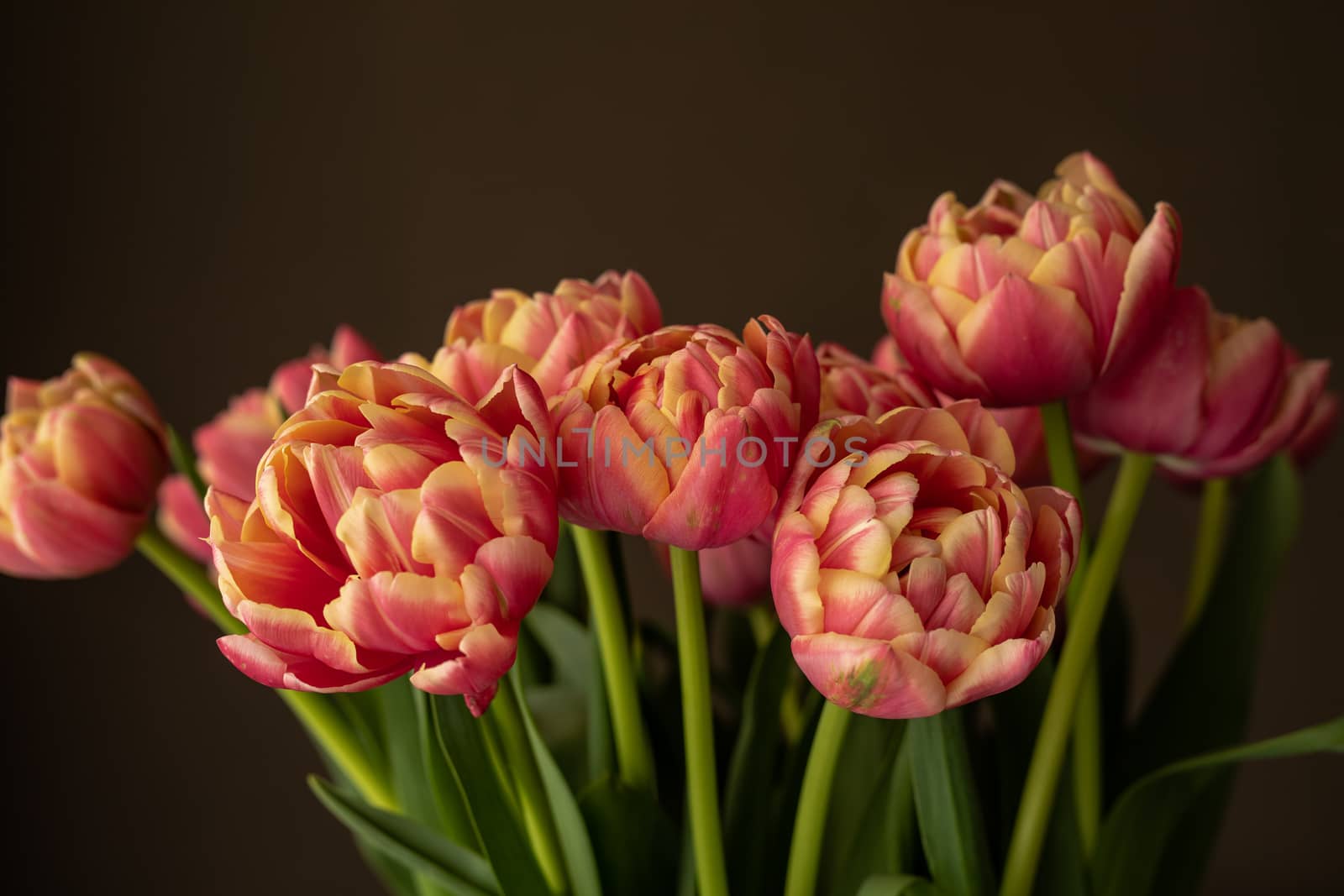 Red and yellow parrot tulips on grey background