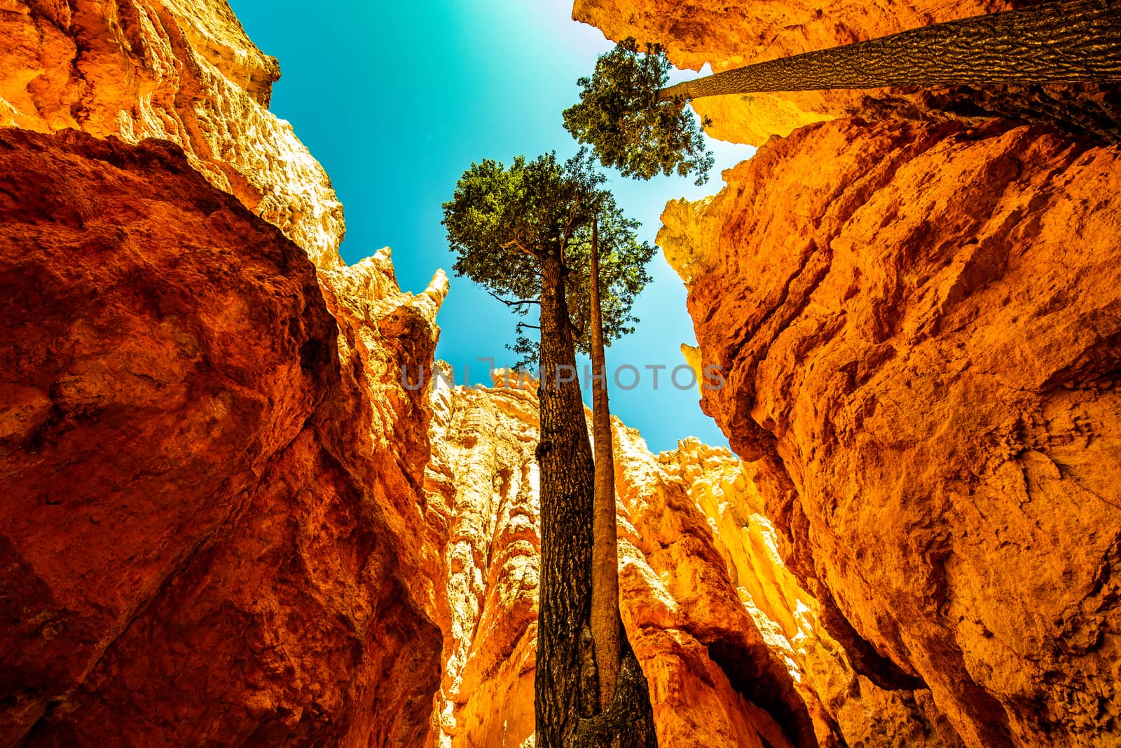beautiful nature of Wall Street in Bryce Canyon in the summer