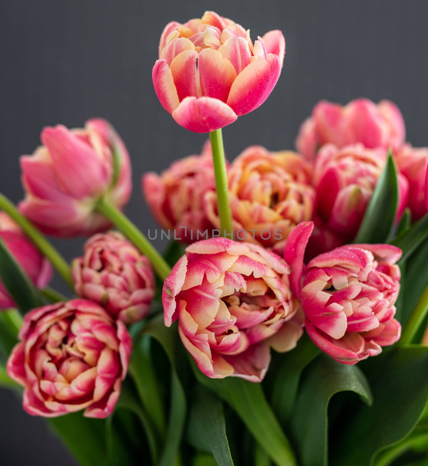 Red and yellow parrot tulips on grey background