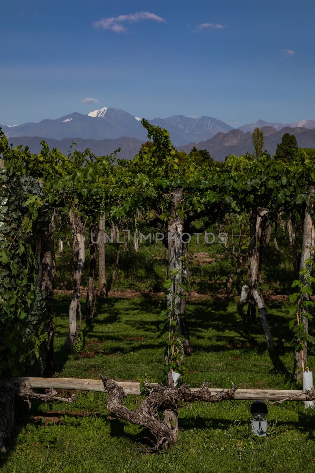 Malbec plants on winery in Mendoza, Argentina with view on Andes by mkenwoo