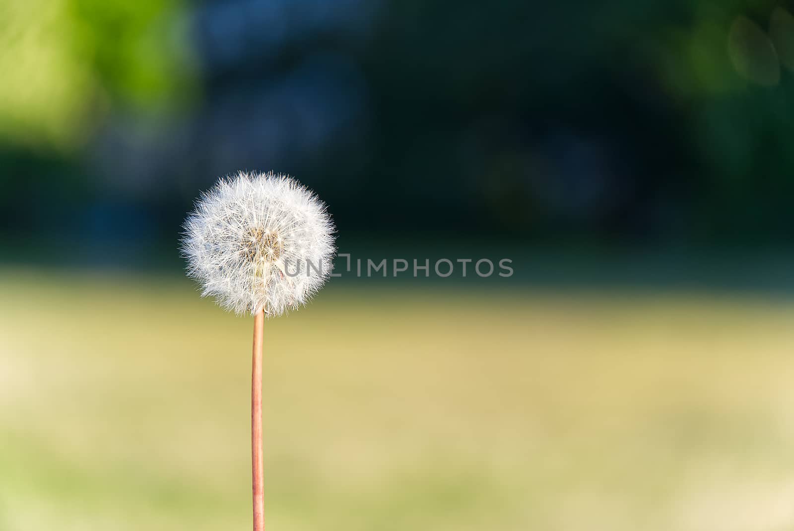 lonely white dandelion on a background of bokeh land as a symbol of rebirth or the beginning of a new life. ecology concept. by PhotoTime
