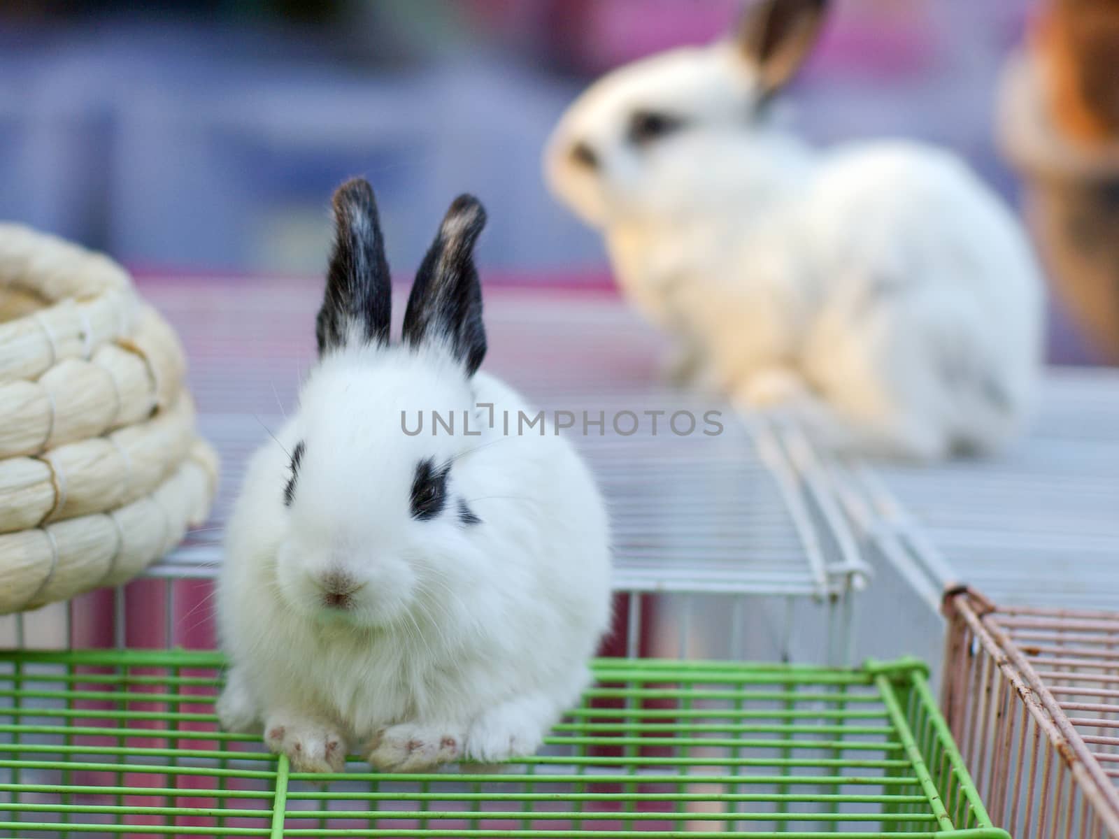 white rabbit on blue background by tang9555