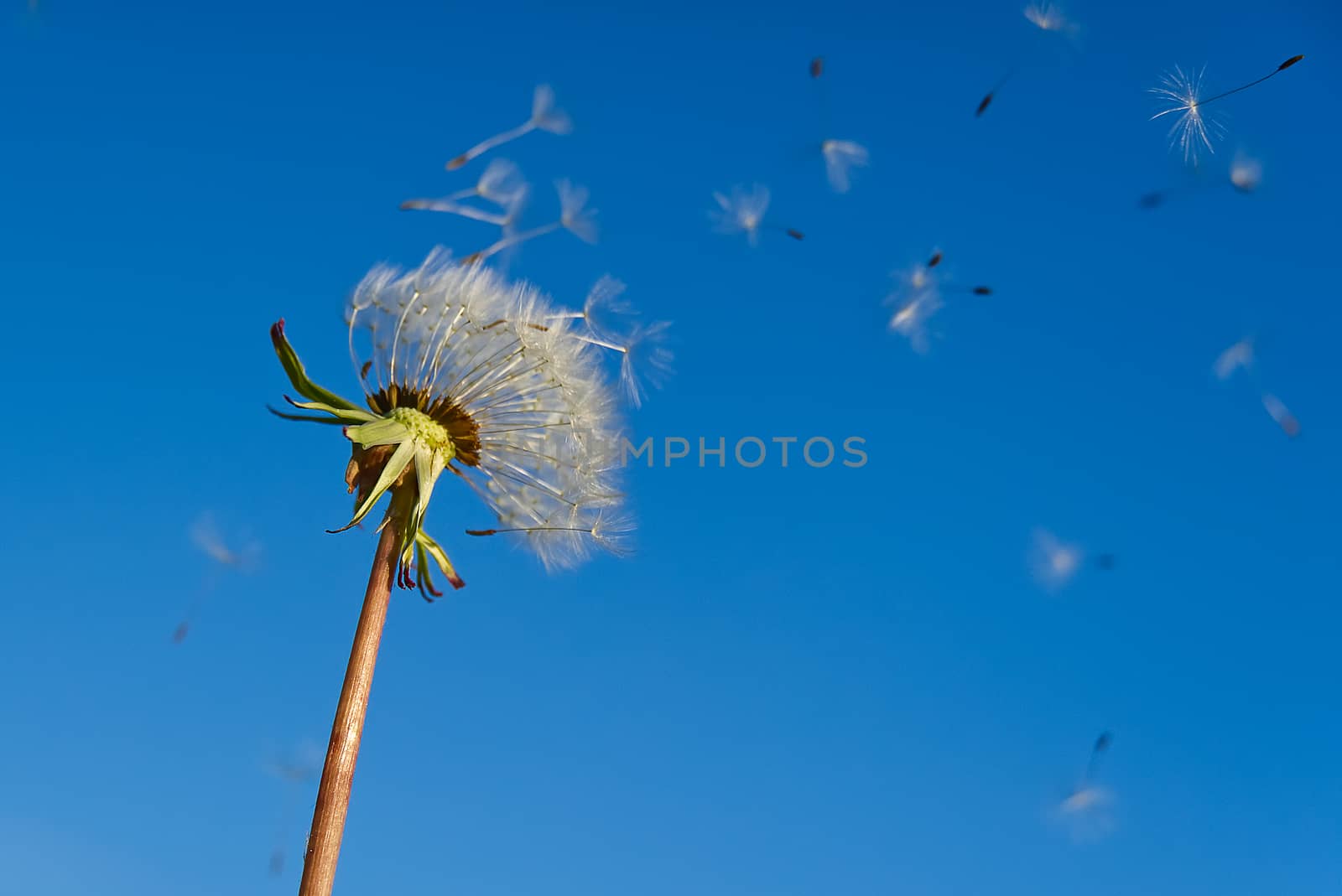 lonely white dandelion on a background of blue sky as a symbol of rebirth or the beginning of a new life. ecology concept