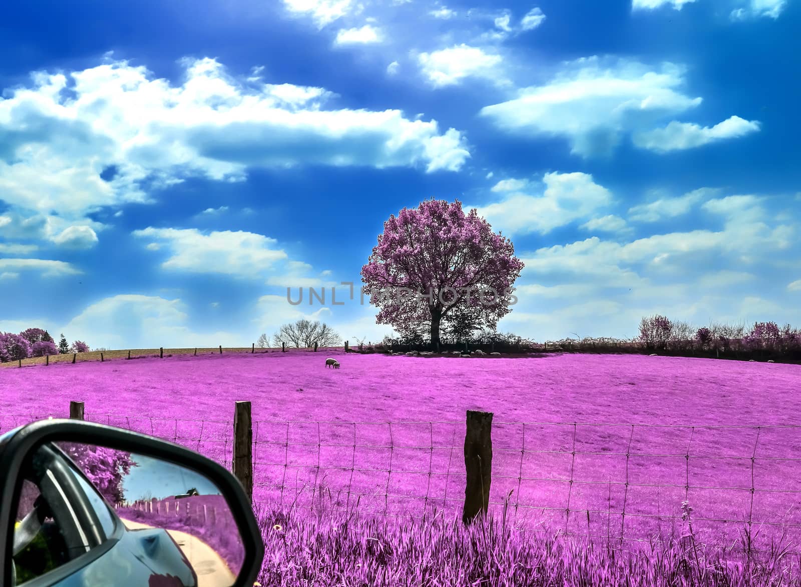 Beautiful pink infrared shots of a countryside landscape with a deep blue sky
