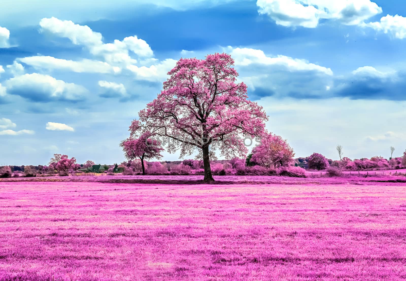 Beautiful pink infrared shots of a northern european landscape w by MP_foto71
