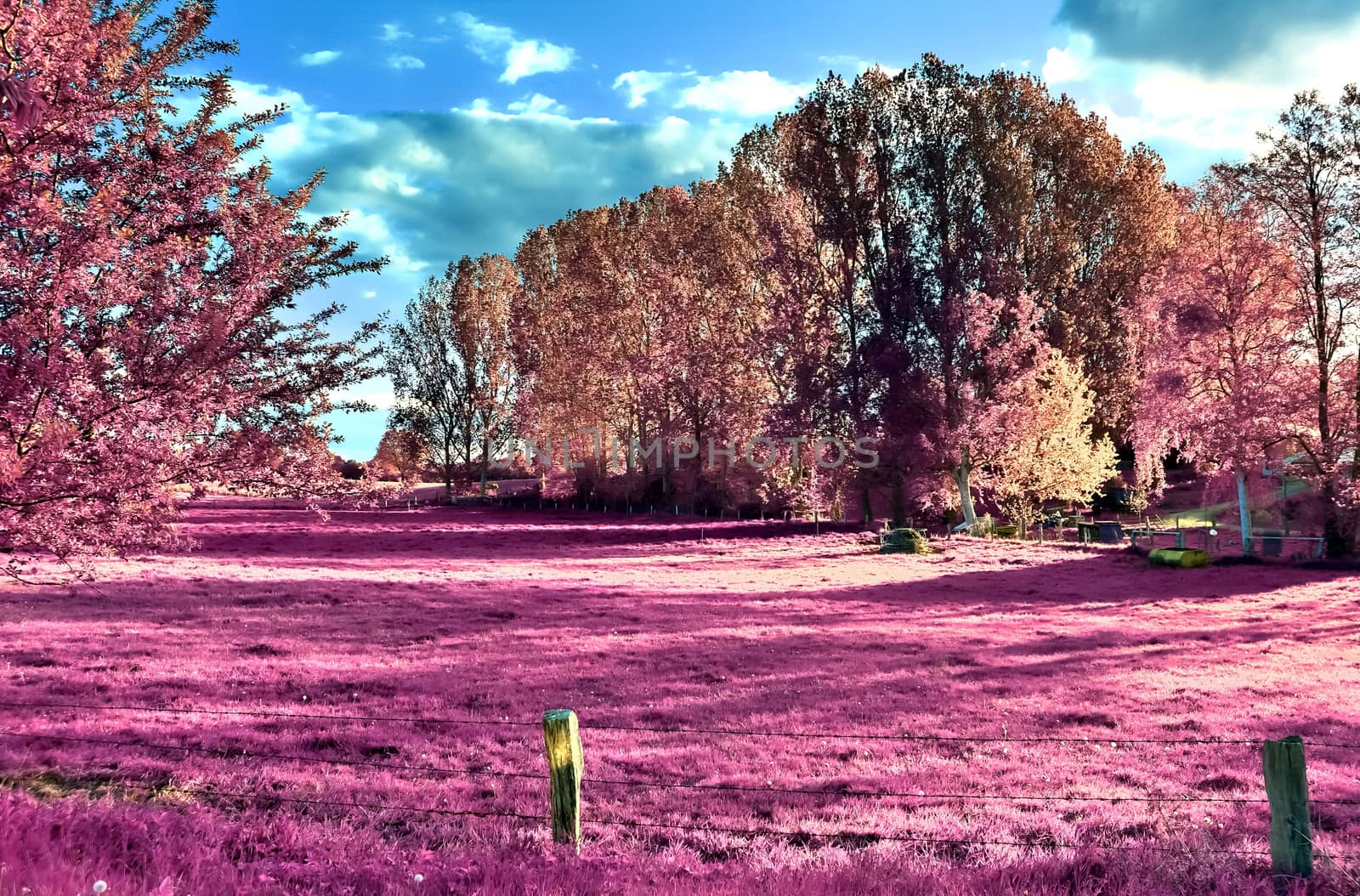 Beautiful pink infrared shots of a northern european landscape w by MP_foto71