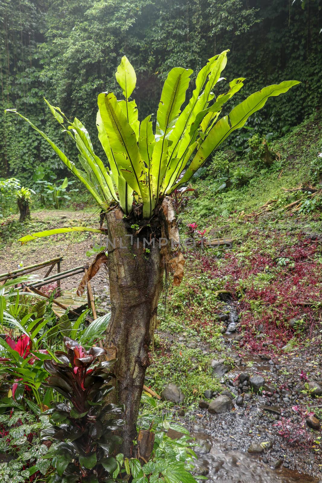 Asplenium Nidus Epiphyte tropical fern on tree trunk, Bali, Indonesia. Fern Bird's Nest is a family of ferns that live in Native to tropical Southeast Asia. Green plant. Best background. by Sanatana2008