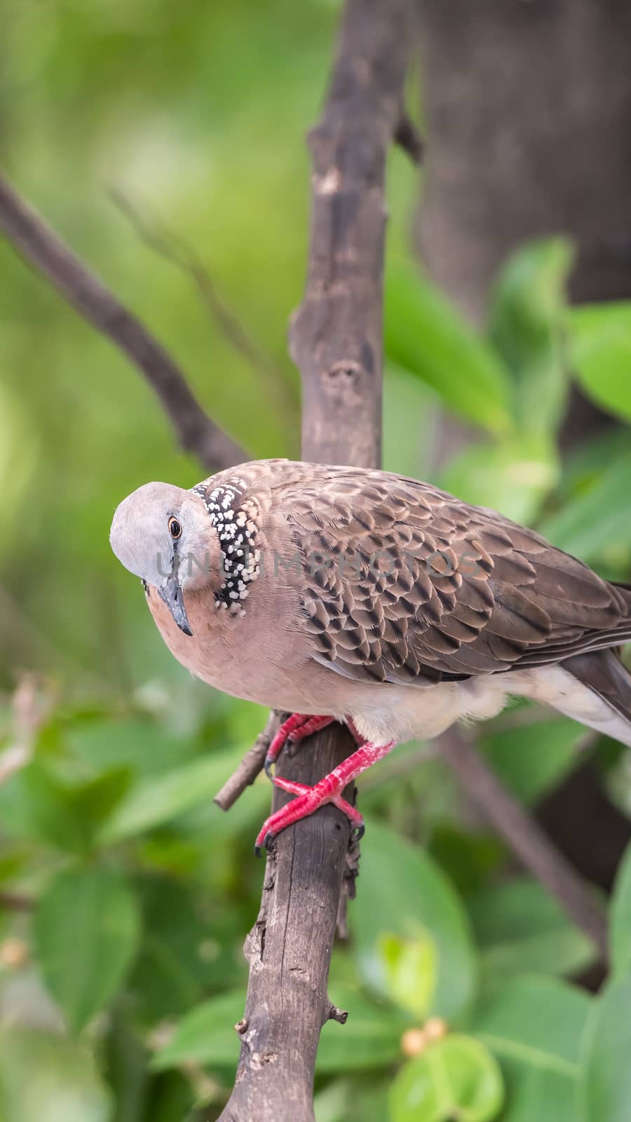 Bird (Dove, Pigeon or Disambiguation) Pigeons and doves perched on a tree in a nature wild