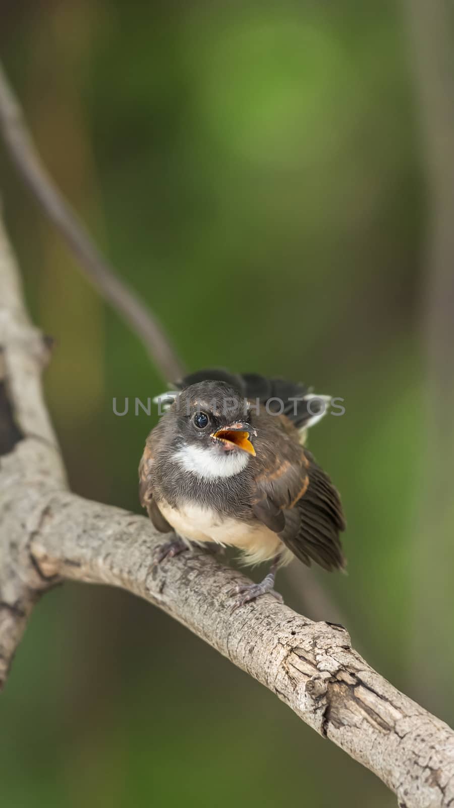 Bird (Malaysian Pied Fantail, Rhipidura javanica) black and white color perched on a tree in a nature wild