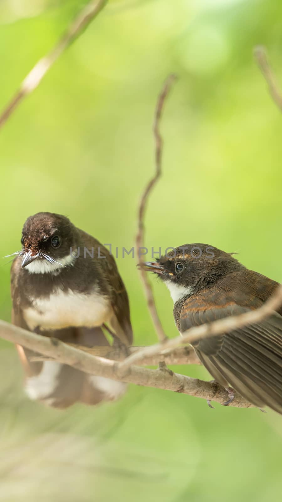 Two birds (Malaysian Pied Fantail, Rhipidura javanica) black and white color are couple, friends or brethren perched on a tree in a nature wild
