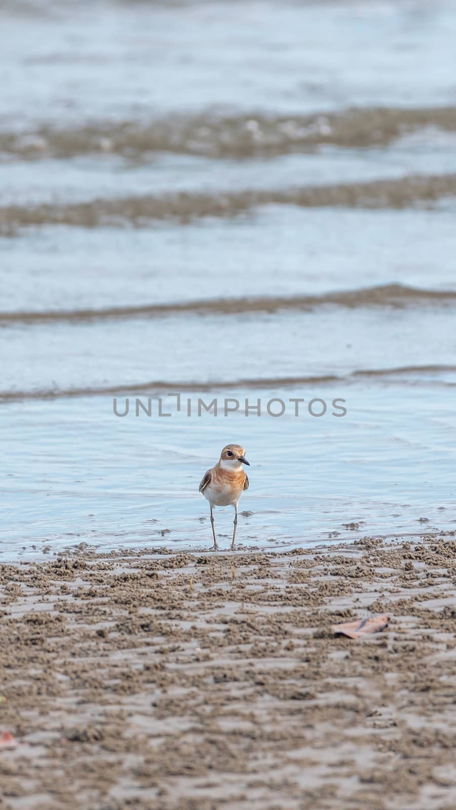 Bird (Greater sand plover, Charadrius leschenaultii) is a small wader in the plover family of birds at a sea in a nature wild