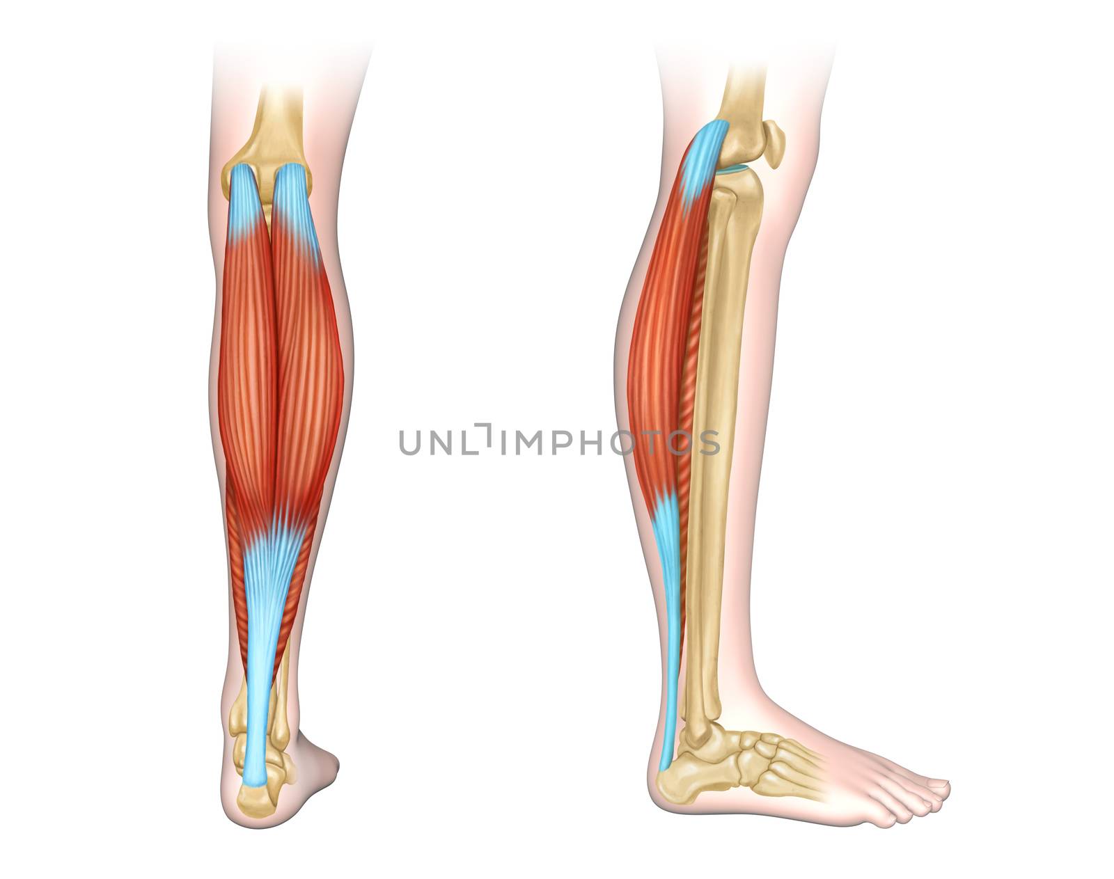 Back and side view of human calf muscles. Digital illustration.