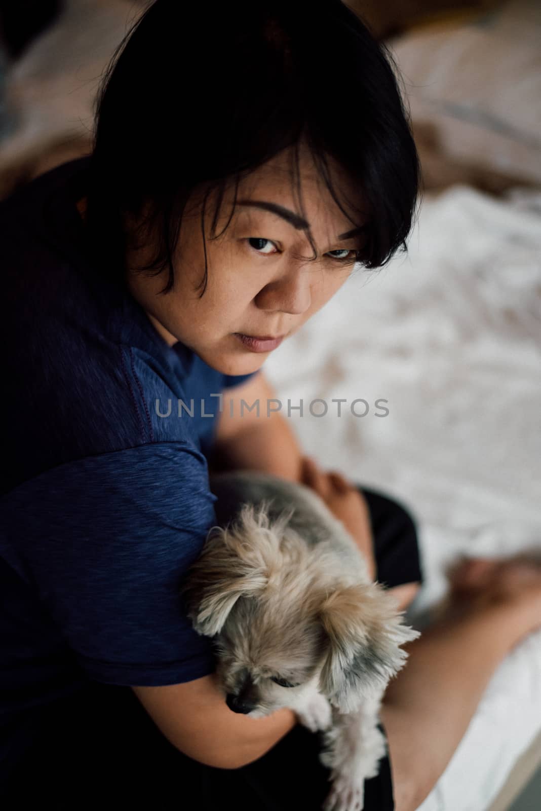 Asian woman and dog happy smile hugging her pat is a dog so cute mixed breed with Shih-Tzu, Pomeranian and Poodle on bed with white veil in bedroom at home or hotel