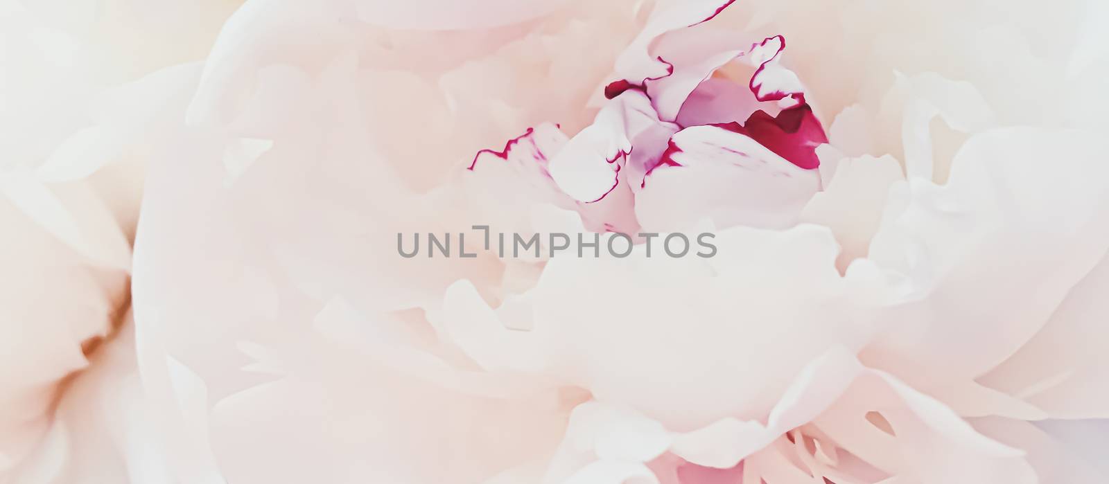 Pink peony flower as abstract floral background for holiday branding by Anneleven