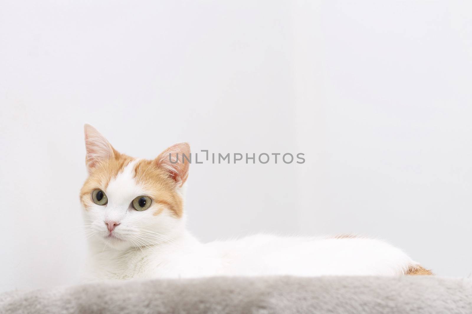 Portrait of red and white resting cat