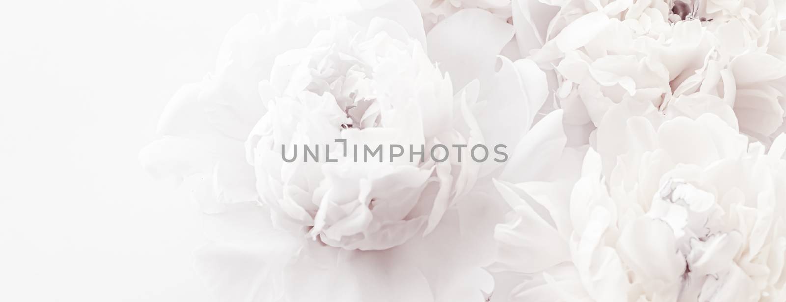 Pure white peony flowers as floral art background, wedding decor and luxury branding by Anneleven