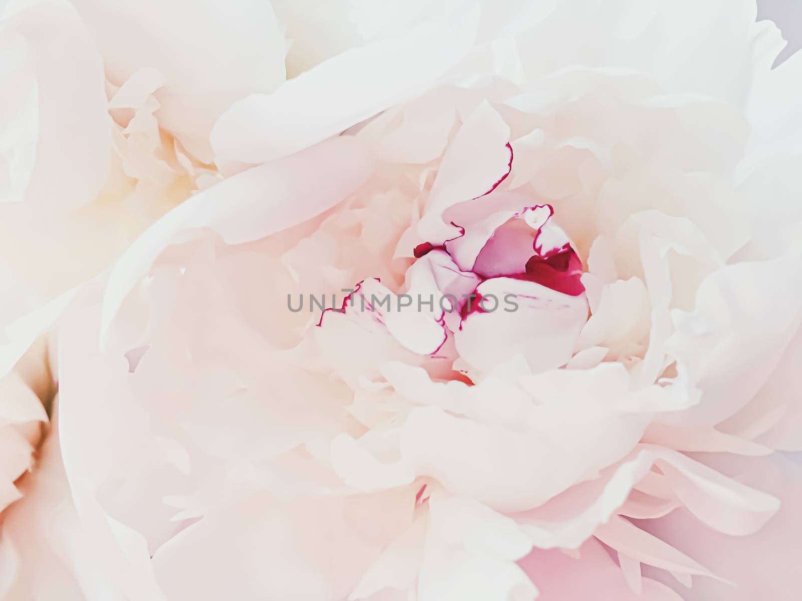 Pink peony flower as abstract floral background for holiday branding design