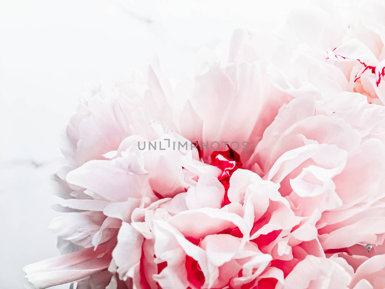 Bouquet of peony flowers on luxury marble background, wedding flatlay and event branding by Anneleven