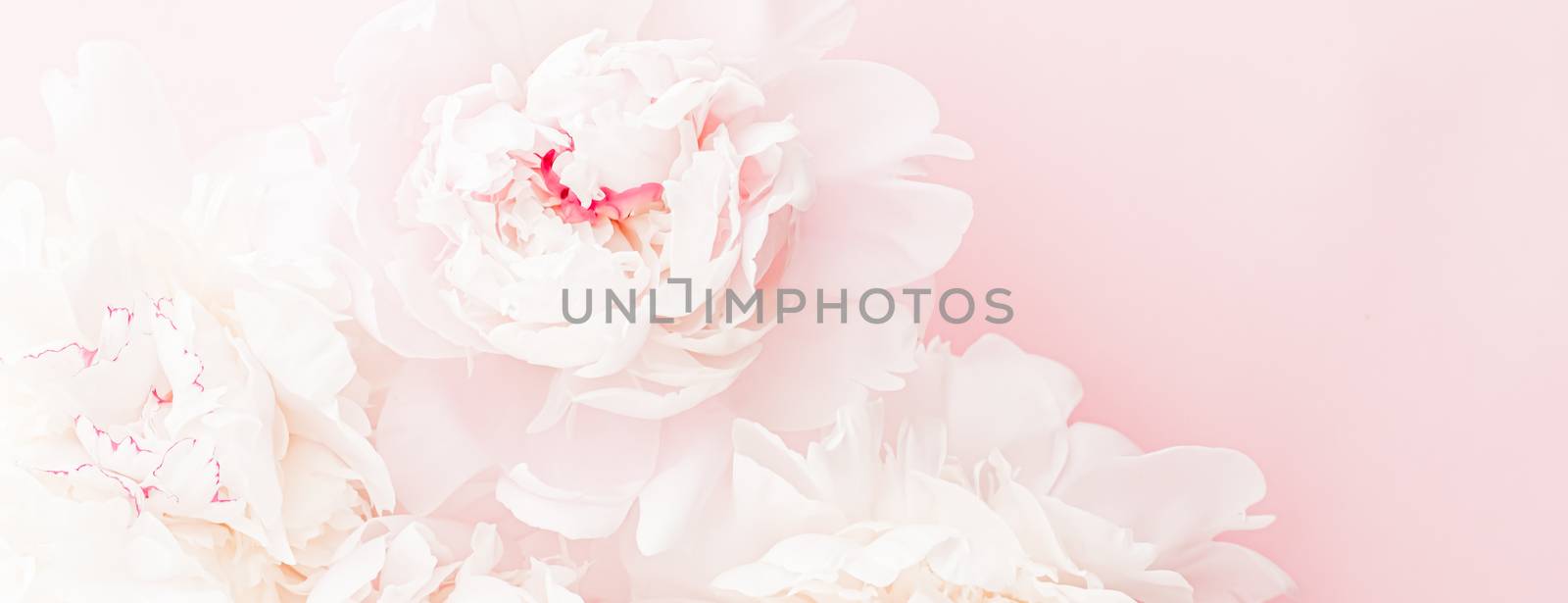 Peony flowers in bloom as floral art on pink background, wedding flatlay and luxury branding design