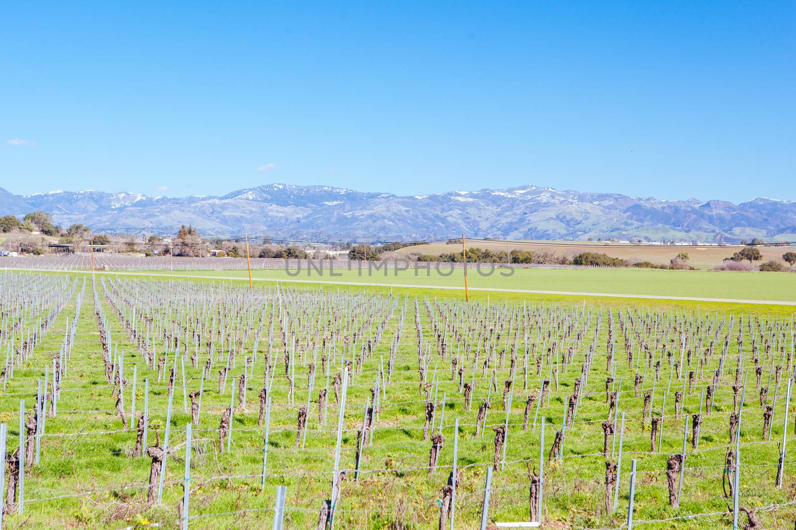 Winter vines in Santa Ynez Valley wine region at Firestone Winery in Los Olivos, California, USA