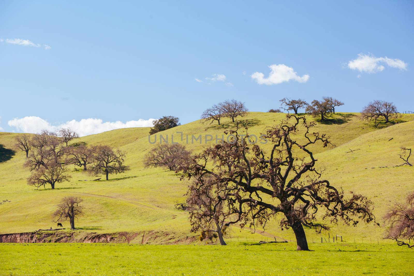 Santa Ynez Valley Landscape USA by FiledIMAGE