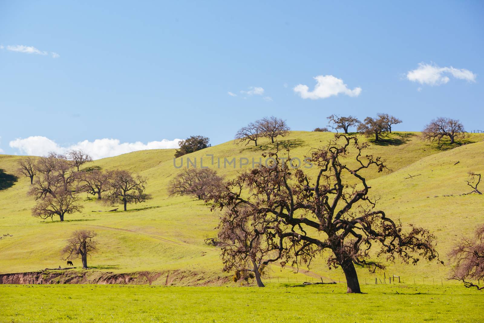 Winter landscape near Los Olivos, California, USA