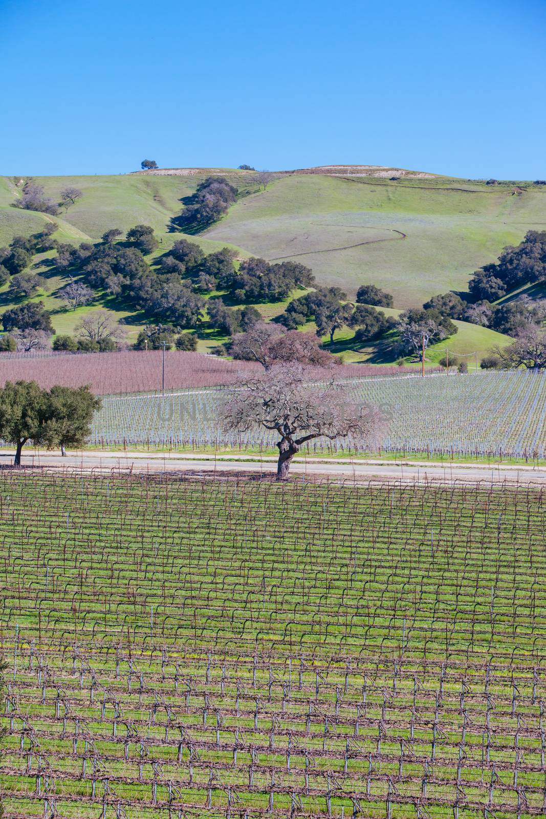 Winter vines in Santa Ynez Valley wine region at Firestone Winery in Los Olivos, California, USA
