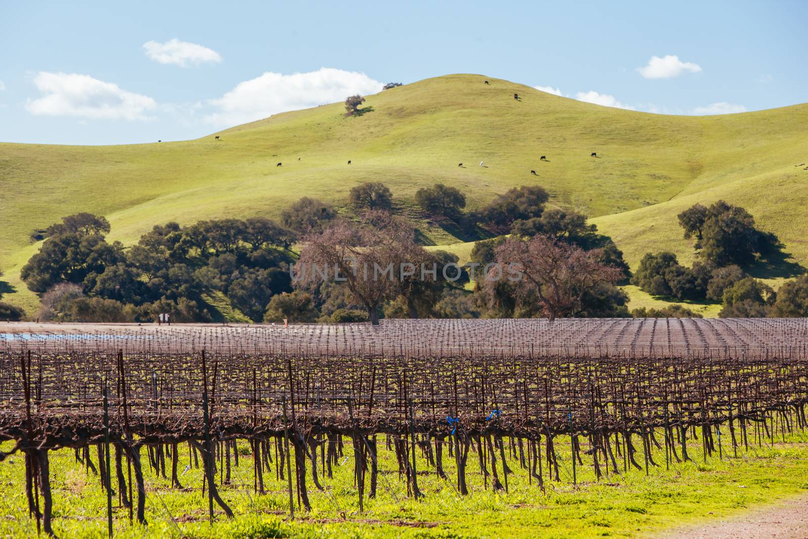 Winter vines in Santa Ynez Valley wine region at Firestone Winery in Los Olivos, California, USA