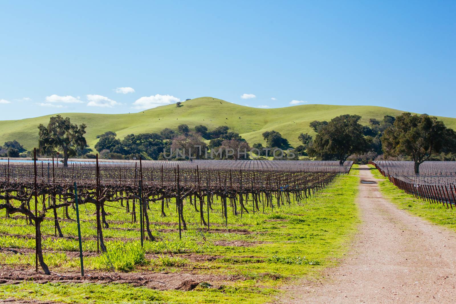 Winter vines in Santa Ynez Valley wine region at Firestone Winery in Los Olivos, California, USA