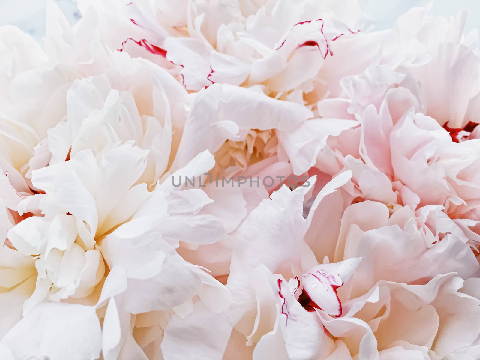 Bouquet of peony flowers on luxury marble background, wedding flatlay and event branding by Anneleven