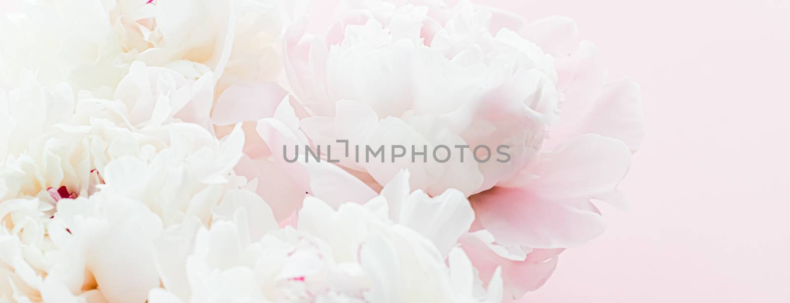 White peony flowers as floral art on pink background, wedding flatlay and luxury branding by Anneleven