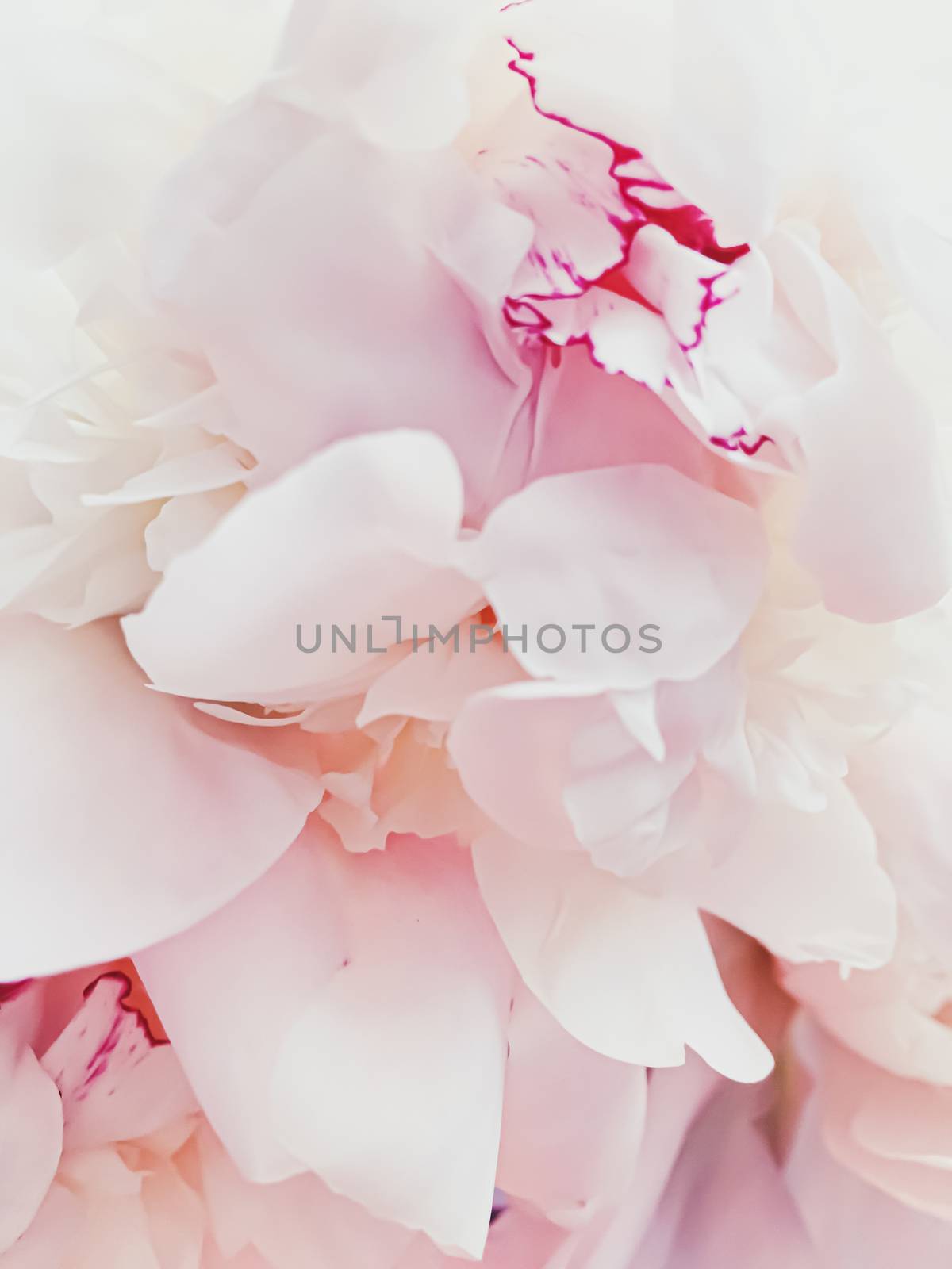 Pink peony flower as abstract floral background for holiday branding design
