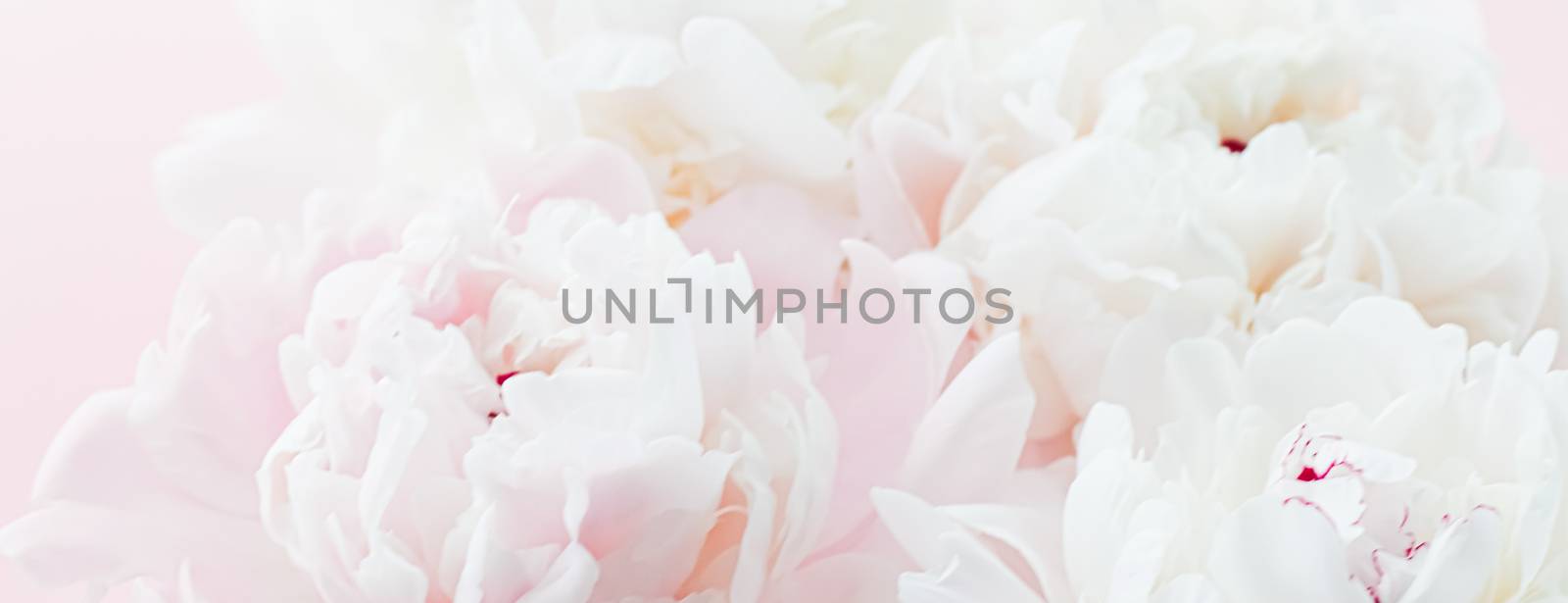 White peony flowers as floral art on pink background, wedding flatlay and luxury branding design